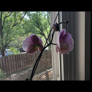 Meet your Posher, Lily